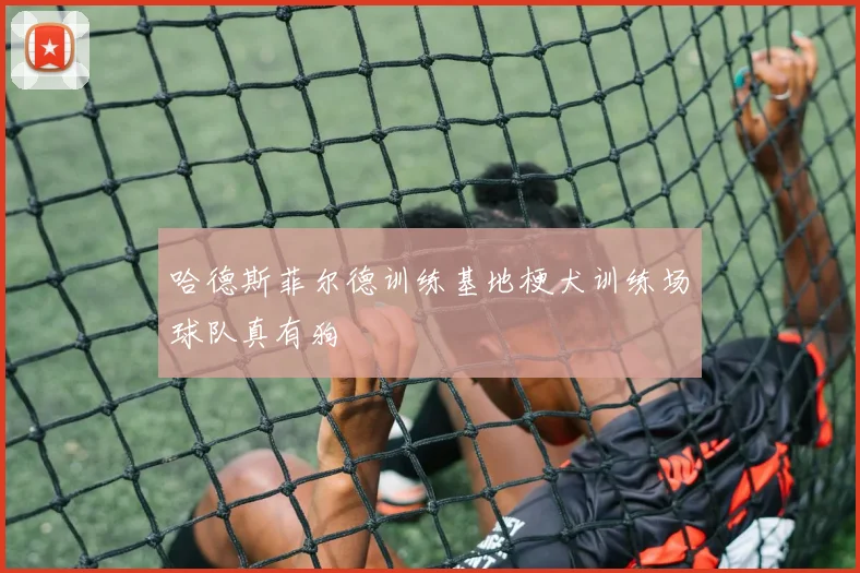 哈德斯菲尔德训练基地梗犬训练场球队真有狗
